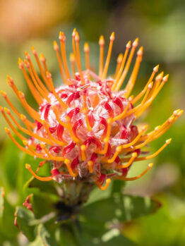 Close-up of Leucospermum "Tango" flower.