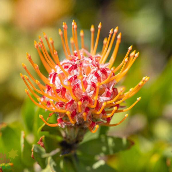 Close-up of Leucospermum "Tango" flower.