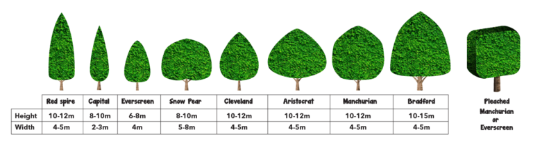 Eight different tree shapes are shown in a row above labels, ranging from narrow and conical on the left—similar to an ornamental pear tree shape—to broad and rounded on the right.
