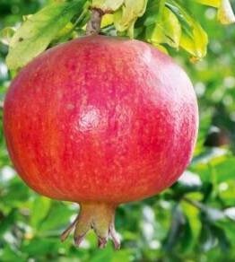 A Punica 'Mollar de Elche' Pomegranate in a 13" pot displays a ripe red fruit hanging from its branch, with green leaves in the background.