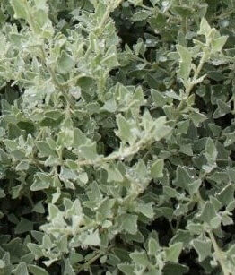 Close-up of dense, silvery-green Rhagodia 'Aussie Flat Bush™' Salt Bush in a 6" pot, featuring triangular leaves and small water droplets.