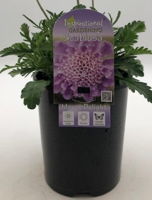 Scabiosa 'Mauve Delight' Pincushion 6" Pot - Image 2