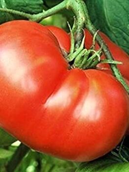 A ripe red Tomato 'Mortgage Lifter' grows among lush leaves and a green tomato, perfect for thriving in your garden or in the included 4" pot.