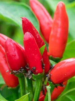 The Capsicum 'Thai Hot' Chilli Pepper 4" Pot features ripe, vibrant peppers growing among lush green leaves—perfect for adding spicy flavor and heat to your garden.