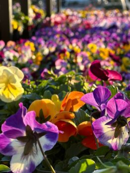 Close-up of the Pansy 4" Pot at a garden centre, with sunlight highlighting its vibrant purple, yellow, and orange blooms.