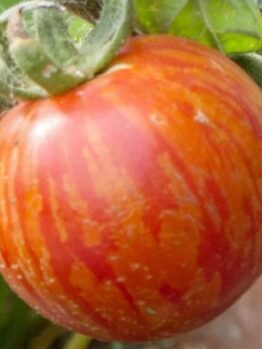 Close-up of Tomato 'Tigarella' in a 4" pot, showing its ripe fruit with red and orange streaks on the skin, attached to a green stem surrounded by leaves—a vibrant choice for your tomato plant collection.