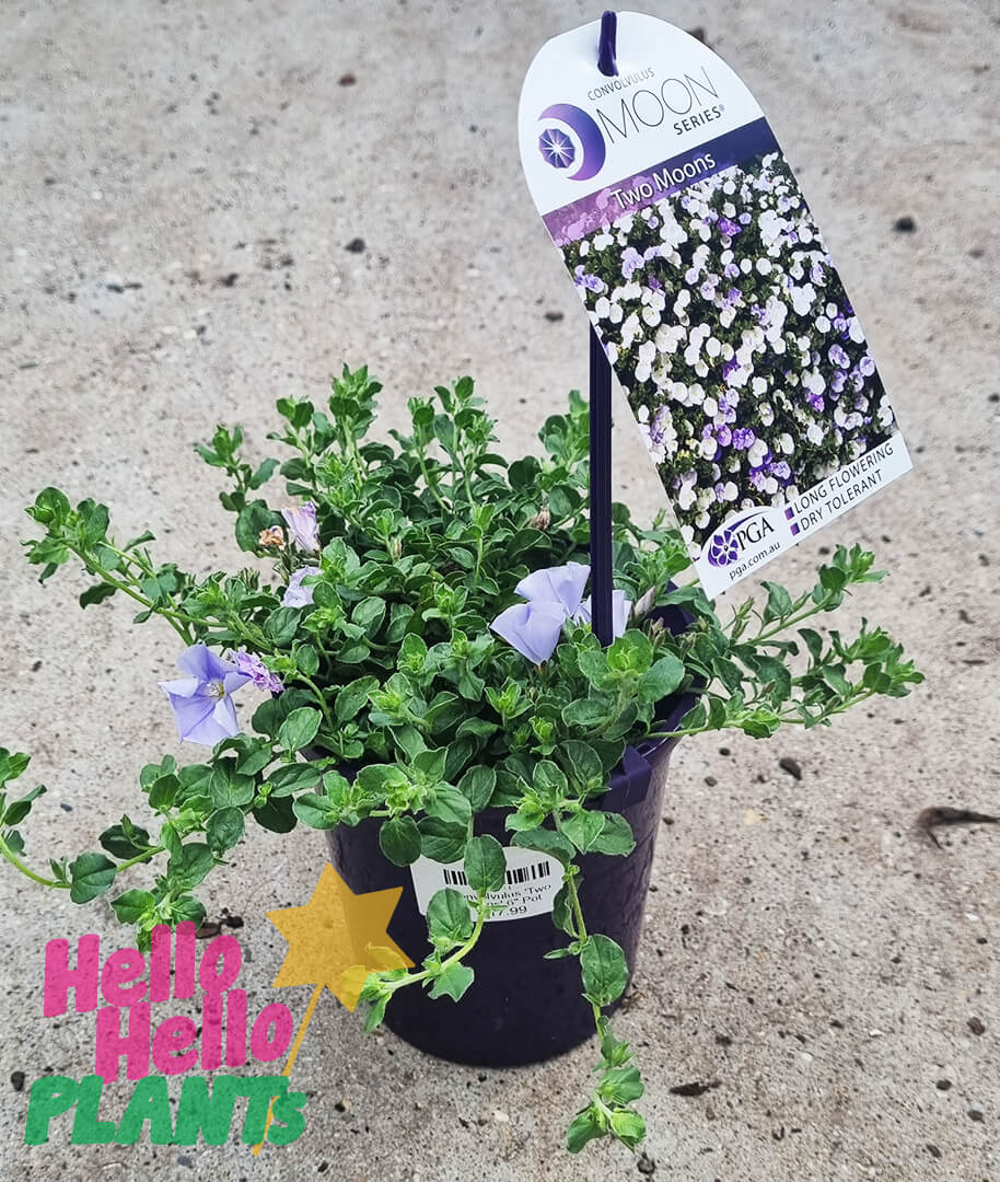 Convolvulus 'Two Moons' 6" Pot - Image 2