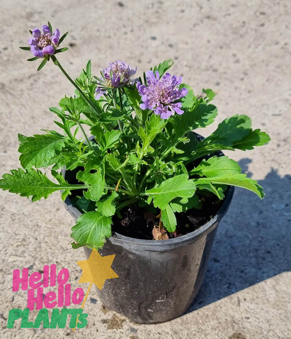 Scabiosa 'Mauve Delight' Pincushion 6" Pot - Image 3