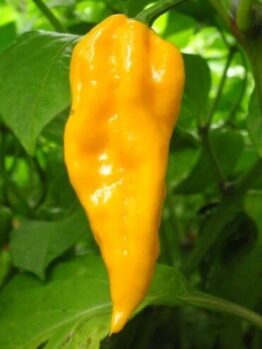 A ripe Capsicum 'Devil's Tongue' Chilli Pepper grows from a green plant in a 4" pot, nestled among its leaves.