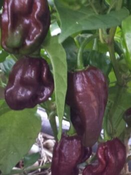 Capsicum 'Habanero Brown' Chilli in a 4" pot features dark brown, wrinkled peppers growing on a lush green plant.
