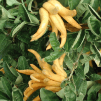 Citrus 'Buddha's Hand' in a 10" pot features yellow, finger-like fruits growing among lush green leaves.
