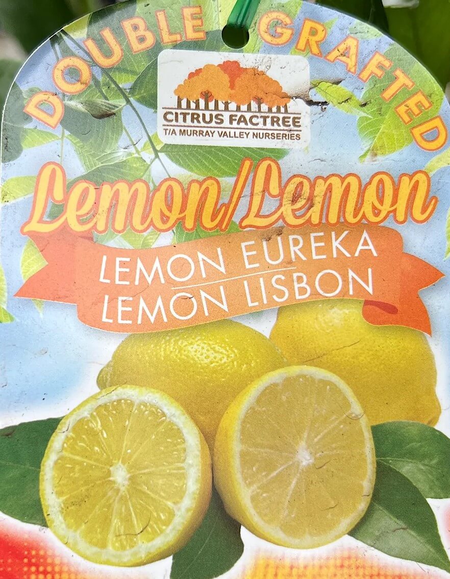 Plant tag for Citrus 'Eureka Lemon x Lisbon Lemon' Double Graft 10" Pot, displaying images of both Eureka and Lisbon Lemon varieties, indicates double grafted stock from Citrus Factree nursery.