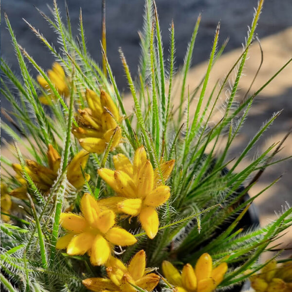 Conostylis 'Lemon Lights' Cotton Heads 6" Pot