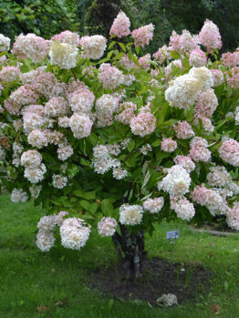 Hydrangea 'Pee Gee'