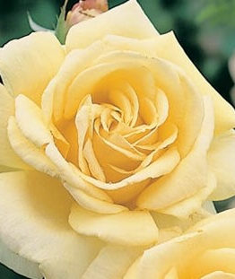 A close-up of the Rose 'Diamond Jubilee' 3ft Standard in full bloom, featuring pale yellow, soft layered petals set against a blurred green background.