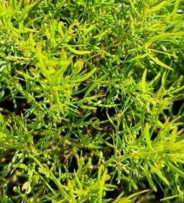 Acacia cognata Micro Matt PBR