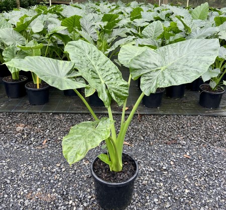 A large Alocasia 'Giant Taro' 12" Pot plant on a gravel surface, surrounded by many other potted plants with large green leaves.