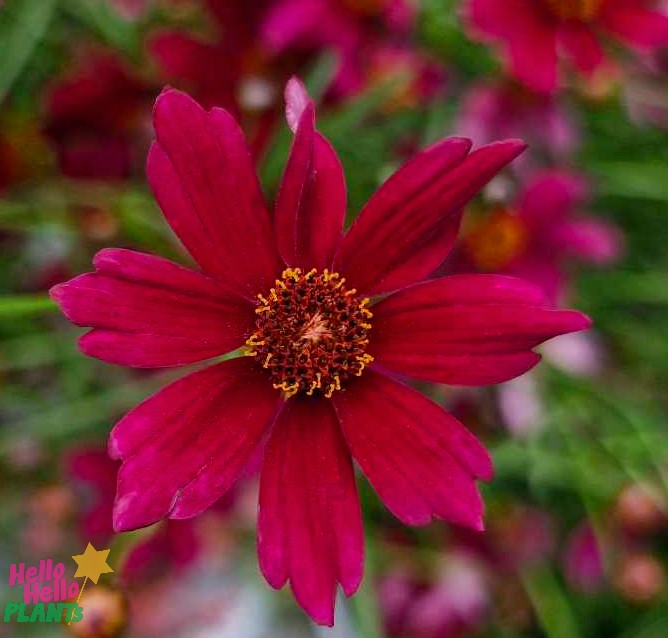 A Coreopsis 'Burgundy Bliss' in a 6" pot features vibrant red blooms with a yellow-centered disc and narrow petals, set against a blurred green and maroon background.