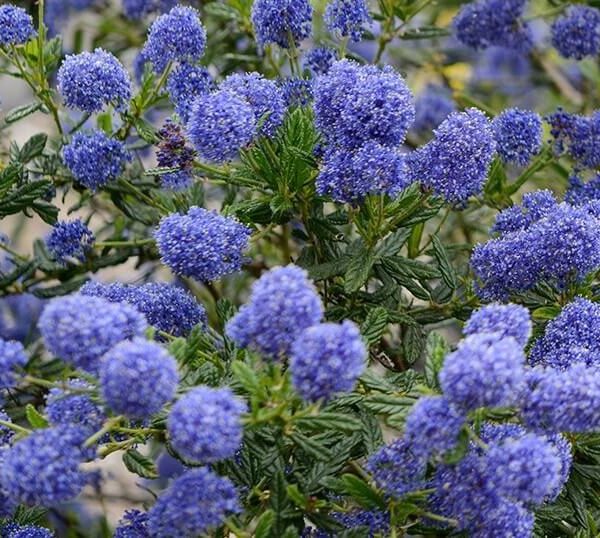 Ceanothus 'Pacific Wave' PBR in a 6" pot features dense clusters of vibrant purple-blue flowers and green leaves.