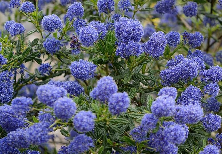 Ceanothus 'Pacific Wave' PBR in a 6" pot features dense clusters of vibrant purple-blue flowers and green leaves.