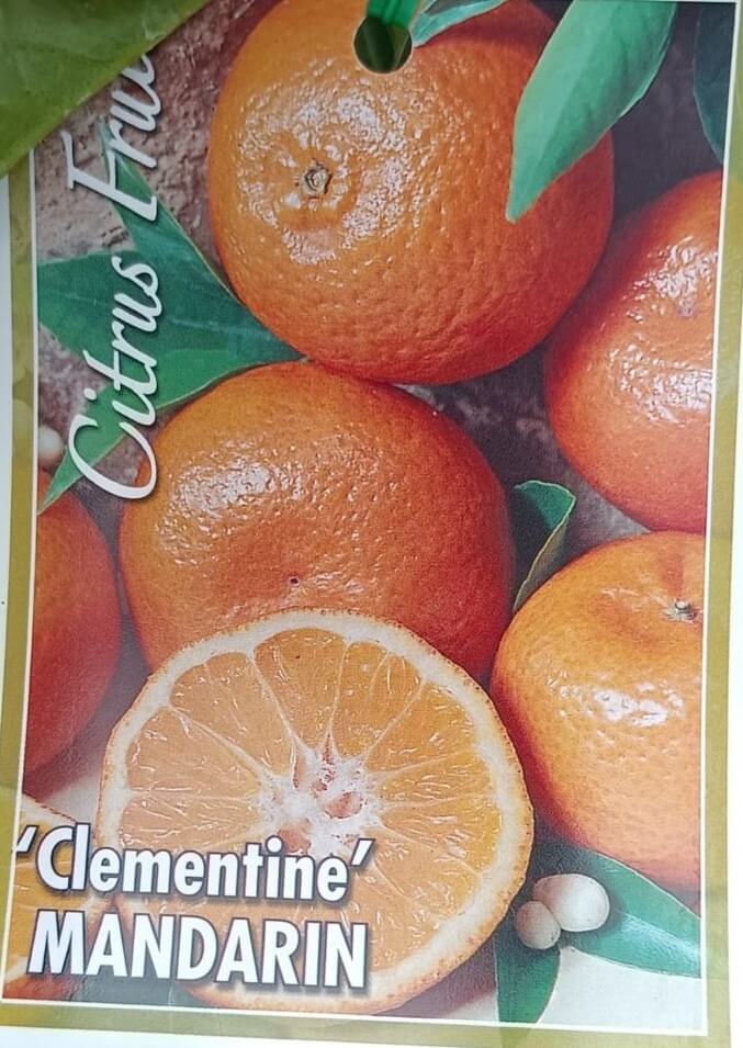 Citrus Mandarin 'Clementine' - Image 2