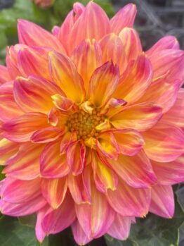 Dahlia Lubega® Power 'Tropical Punch' 6" Pot