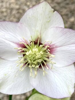 Close-up of Helleborus 'White' Hellebore bloom with five light purple-edged petals and yellow stamens, blurred background. Perfect for display in a 6" pot.