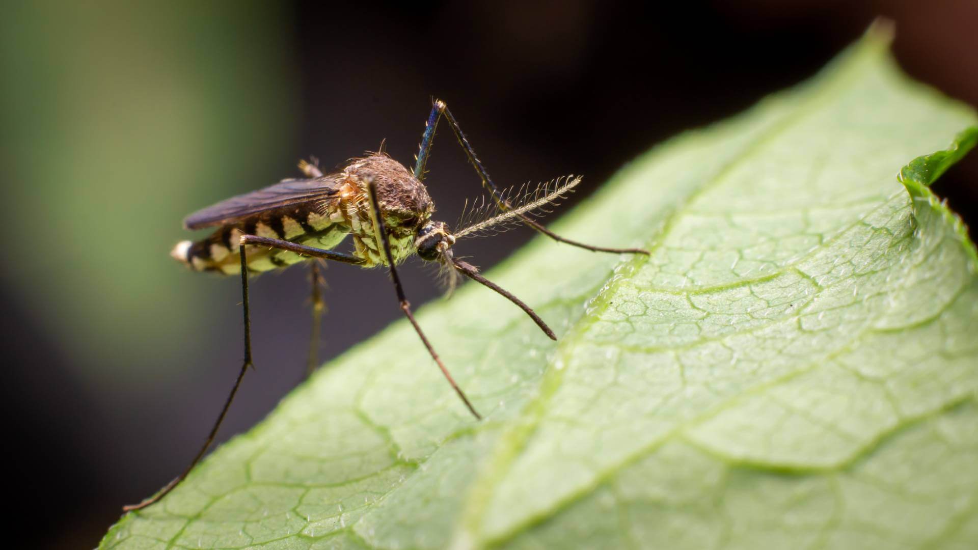 Hello Hello Plants Nursery Campbellfield Melbourne Victoria Australia Mosquito on leaf