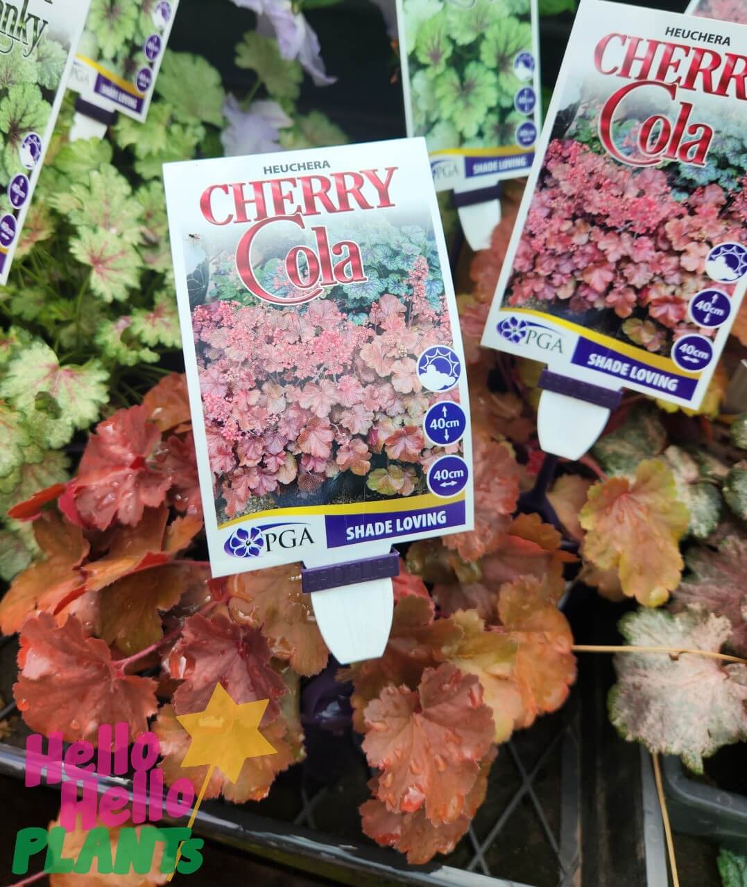 Heuchera 'Cherry Cola' Coral Bells 6" Pot - Image 3