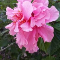 Close-up of Hibiscus 'Mrs George Davis' in a 6" pot, featuring pink ruffled petals, prominent stamens, and green leaves against a blurred background.