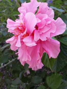 Close-up of Hibiscus 'Mrs George Davis' in a 6" pot, featuring pink ruffled petals, prominent stamens, and green leaves against a blurred background.