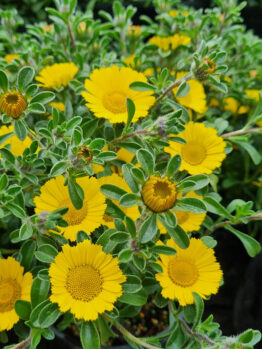 Pallenis 'Mediterranean Beach Daisy' flower