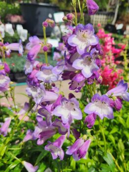 Penstemon 'Alice Hindley'