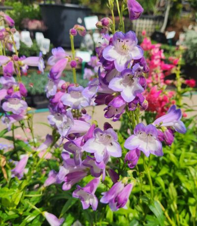 Penstemon 'Alice Hindley' 6" Pot
