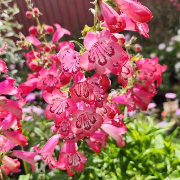 Penstemon 'Cha Cha Pink' 6" Pot