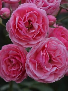 Close-up of Rose 'Pomponella®' 3ft Standard, showcasing three fully bloomed pink roses and several rosebuds set against lush green foliage in the background.