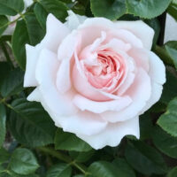 The Rose 'First Crush' PBR 3ft Standard features pale pink blooms in full display, beautifully set against vibrant green foliage.