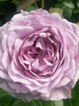 Close-up of Rose 'Novalis' PBR 3ft Standard with soft purple, layered petals and green foliage. Perfect for 3ft Standard displays and PBR collections.