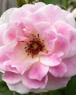 A close-up of Rose 'Blushing Pink Iceberg' 3ft Standard in full bloom reveals layered pink petals and a yellow center with visible stamens, set against blurred green foliage that highlights this elegant rose variety.