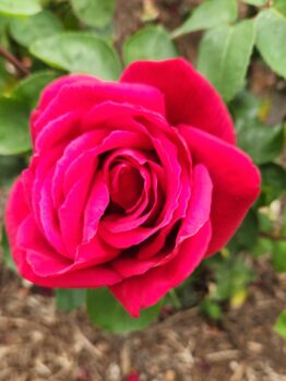 bright red large hybrid tea rose growing avon rose