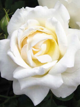 A close-up of the Rose 'Honor™' 2ft Standard showcases its fully bloomed white petals, with green leaves and an unopened rosebud in the background.