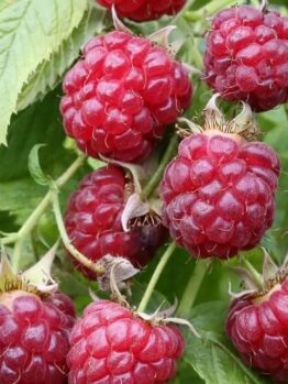 Close-up of ripe red Rubus 'Autumn Bliss' Raspberry fruit growing on the bush in a 6" pot, surrounded by lush green leaves.