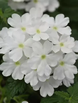 The Verbena 'Cadet™ White' 6" Pot showcases clusters of small white blooms with rounded petals, set against vibrant green foliage.