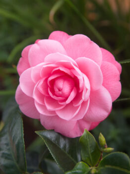 A vibrant pink camellia in full bloom among lush green leaves, sharing its space with a beautiful Hydrangea 'Sundae Fraise' 10" Pot.
