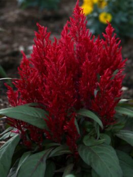Celosia 'Christmas Candles' in a 4" pot features bright red, plume-like blooms and green leaves—ideal for festive color in your garden bed. Yellow flowers and soil provide a vibrant background.