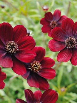 Close-up of Cosmos 'Chocolate' flowers in a 6" Pot, displaying dark red blooms and lush green foliage in the background.