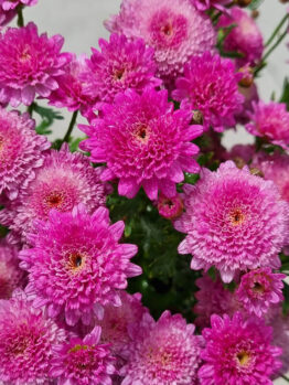 The Argyranthemum 'Double Rose' Marguerite Daisy in a 6" pot features vibrant pink, chrysanthemum-like blooms with green stems and leaves in the background.