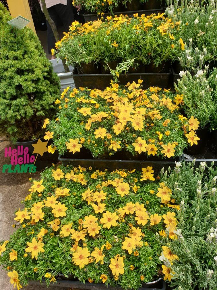 Bidens 'Yellow' 6" Pot - Image 3