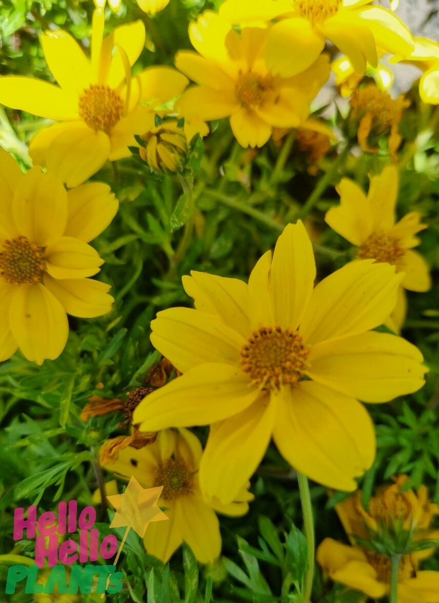 Bidens 'Yellow' 6" Pot - Image 5