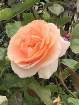 A fully bloomed Rose 'Impala®' Bush Form in light peach is encircled by lush green leaves, highlighting the delicate beauty of this exquisite rose.